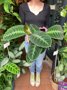 Calathea warscewiczii 14cm Pot - *Local Delivery or Local Pick Up Only*