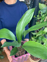 Load image into Gallery viewer, Aspidistra elatior 13cm Pot - *Local Delivery or Local Pick Up Only*
