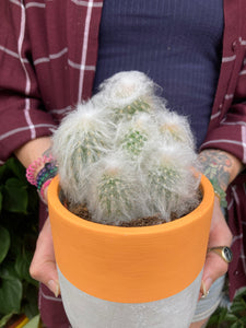 Espostoa melanostele - Peruvian Old Lady