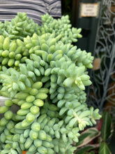 Load image into Gallery viewer, Sedum burrito 17cm Pot - *Local Delivery or Local Pick Up Only*
