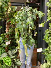 Load image into Gallery viewer, Aeschynanthus marmoratus 15cm Pot - Lipstick Vine
