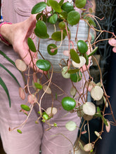 Load image into Gallery viewer, Peperomia Pepperspot 8cm Pot - Green Coins
