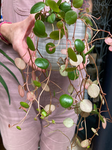 Peperomia Pepperspot 8cm Pot - Green Coins