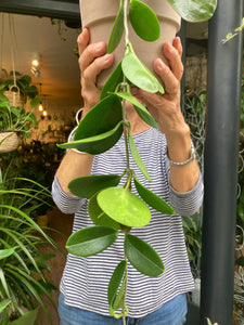 Hoya australis - Wax plant