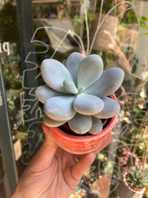 Load image into Gallery viewer, Pachyphytum oviferum 5.5cm Pot - Moonstones
