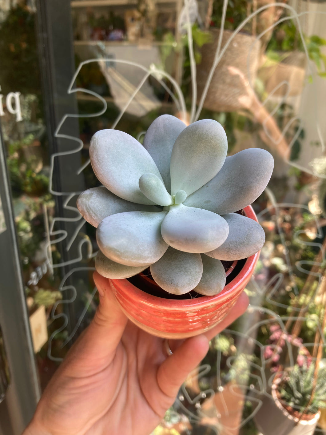 Pachyphytum oviferum 5.5cm Pot - Moonstones