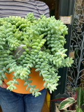 Load image into Gallery viewer, Sedum burrito 17cm Pot - *Local Delivery or Local Pick Up Only*
