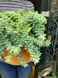 Sedum burrito 17cm Pot - *Local Delivery or Local Pick Up Only*