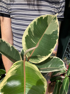 Ficus elastica Tineke - *Local Delivery or Local Pick Up Only*