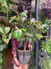Load image into Gallery viewer, Ficus elastica Melany Stem - *Local Delivery or Local Pick Up Only*
