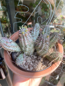 Euphorbia mammillaris Variegata - Corncob Cactus