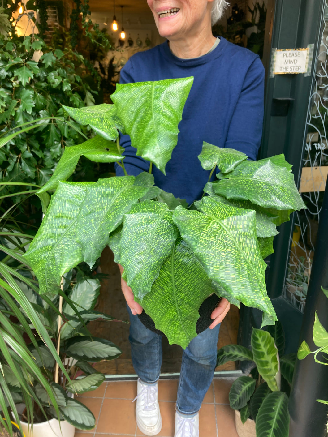 Calathea musaica Network 14cm Pot - Prayer Plant
