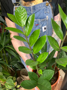 Zamioculcas zamiifolia 12cm Pot - Local Delivery or Local Pick Up Only*
