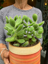 Load image into Gallery viewer, Cotyledon tomentosa - Bear Paws
