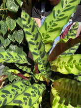 Load image into Gallery viewer, Calathea lancifolia Insigne / Rattlesnake Prayer Plant
