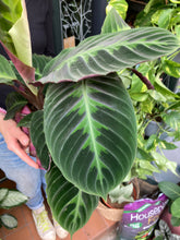 Load image into Gallery viewer, Calathea warscewiczii 14cm Pot - *Local Delivery or Local Pick Up Only*
