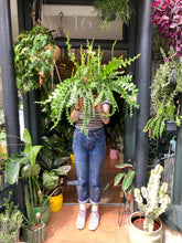 Load image into Gallery viewer, Epiphyllum anguliger XL - *Local Delivery or Local Pick Up Only*
