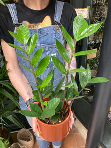 Zamioculcas zamiifolia 12cm Pot - Local Delivery or Local Pick Up Only*