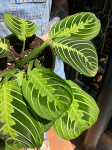 Maranta leuconeura Lemon Lime - Prayer Plant