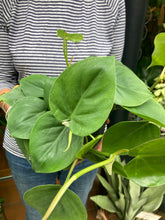 Load image into Gallery viewer, Philodendron scandens Heart Leaf - Sweetheart Philodendron
