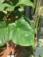 Load image into Gallery viewer, Homalomena rubescens Maggy - *Local Delivery or Local Pick Up Only*
