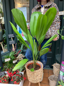 Licuala grandis - *Local Delivery or Local Pick Up Only*
