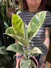 Load image into Gallery viewer, Ficus elastica Tineke - *Local Delivery or Local Pick Up Only*
