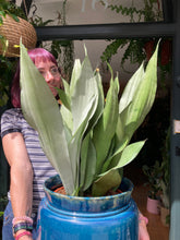 Load image into Gallery viewer, Sansevieria trifasciata Moonshine - *Local Delivery or Local Pick Up Only*
