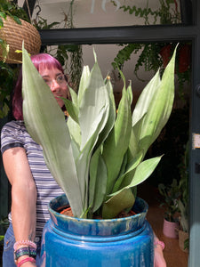 Sansevieria trifasciata Moonshine - *Local Delivery or Local Pick Up Only*