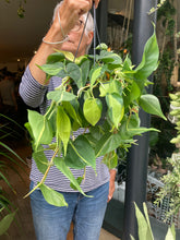 Load image into Gallery viewer, Philodendron scandens Brasil - Sweetheart Plant
