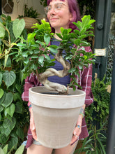 Load image into Gallery viewer, Ficus microcarpa Ginseng 23cm Pot - *Local Delivery or Local Pick Up Only*
