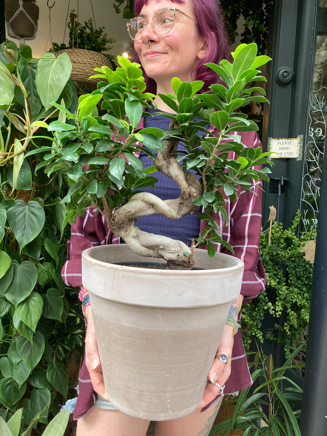 Ficus microcarpa Ginseng 23cm Pot - *Local Delivery or Local Pick Up Only*
