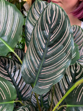 Load image into Gallery viewer, Calathea ornata Sanderiana / Pinstripe Prayer Plant - 19cm Pot - *Local Delivery or Local Pick Up Only*
