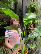 Load image into Gallery viewer, Strelitzia nicolai  - *Local Delivery or Local Pick Up Only*
