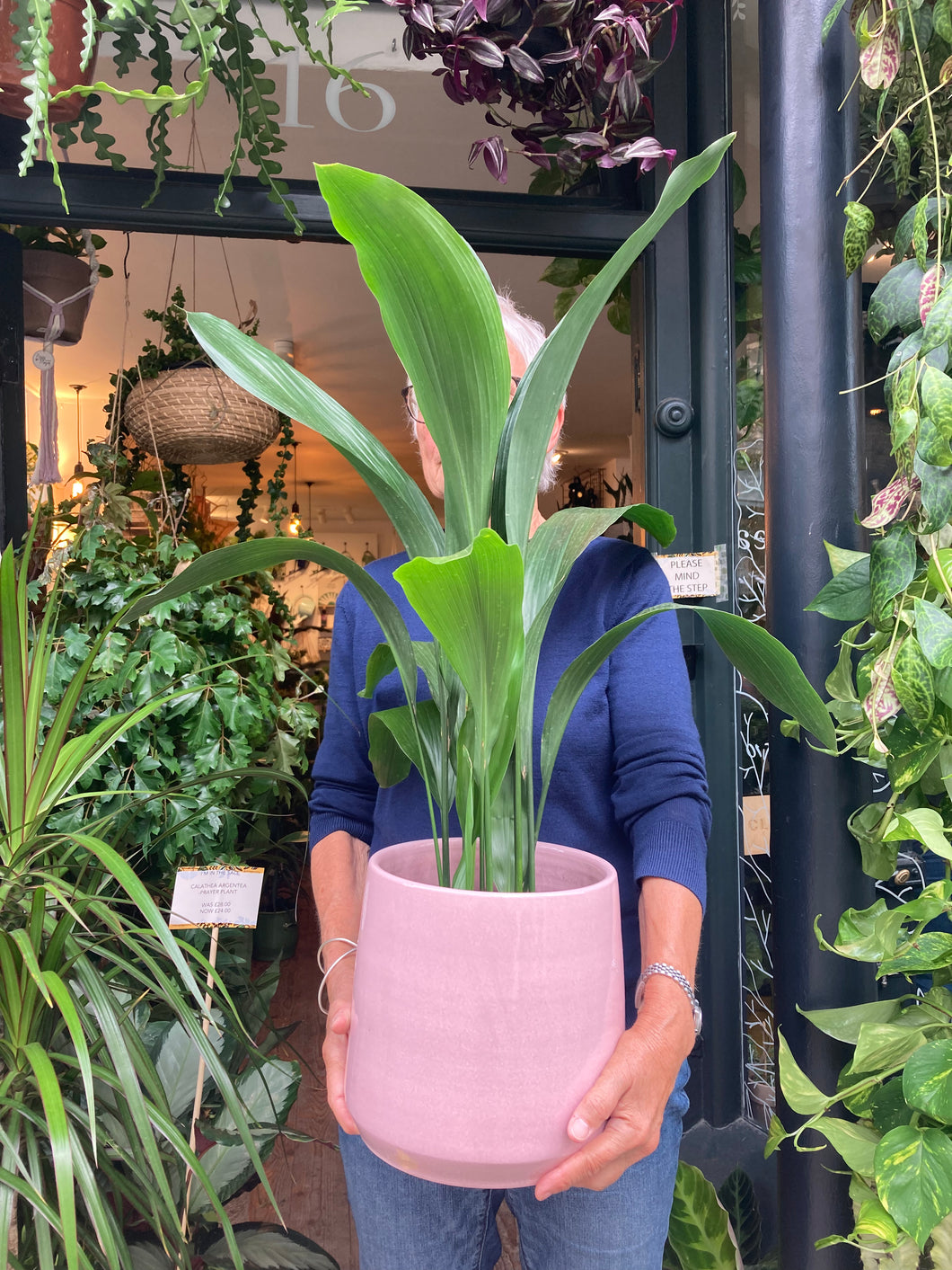 Aspidistra elatior 17cm Pot - *Local Delivery or Local Pick Up Only*