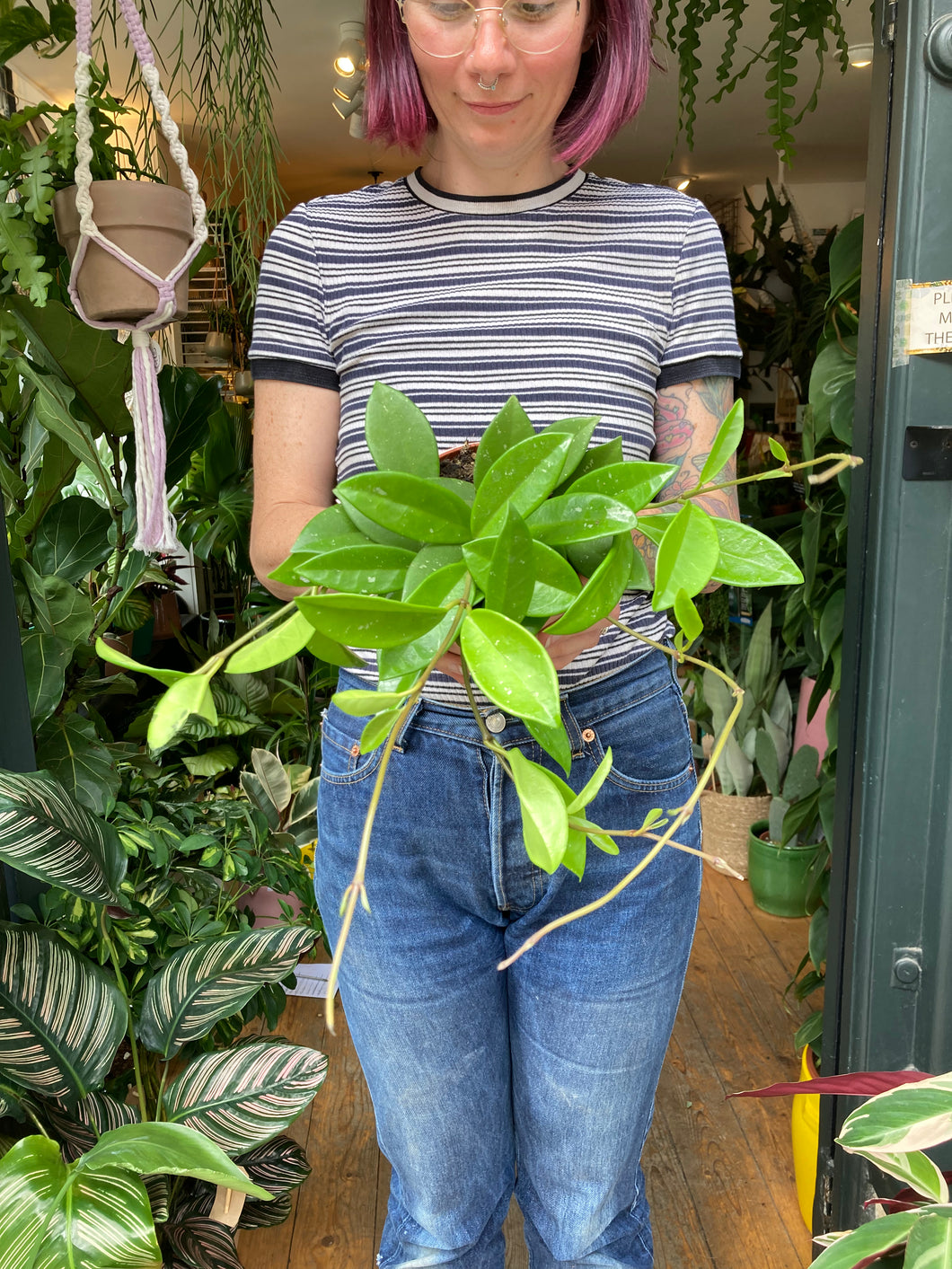Hoya memoria Gracilis - Wax Plant