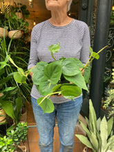 Load image into Gallery viewer, Philodendron scandens Heart Leaf - Sweetheart Philodendron

