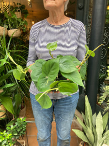 Philodendron scandens Heart Leaf - Sweetheart Philodendron