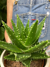 Load image into Gallery viewer, Aloe perfoliata - Rubble Aloe
