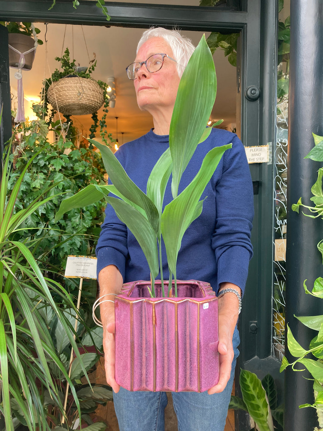 Aspidistra elatior 13cm Pot - *Local Delivery or Local Pick Up Only*