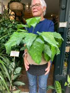 Calathea musaica Network 14cm Pot - Prayer Plant