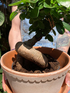Ficus microcarpa Ginseng - *Local Delivery or Local Pick Up Only*