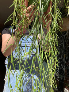 Hoya linearis - Wax Plant