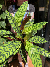 Load image into Gallery viewer, Calathea lancifolia Insigne / Rattlesnake Prayer Plant
