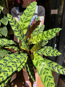 Calathea lancifolia Insigne / Rattlesnake Prayer Plant