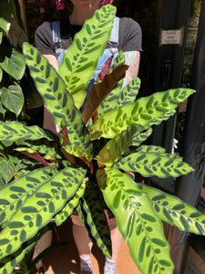 Calathea lancifolia - *Local delivery or Local Pick Up Only*