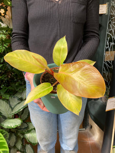 Philodendron Prince of Orange