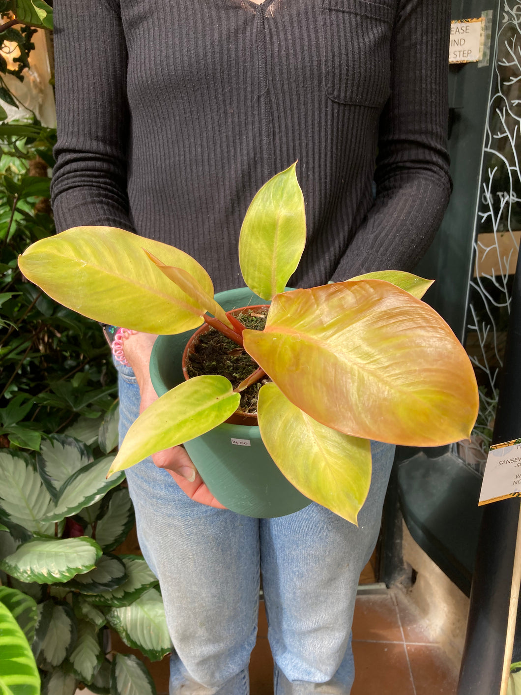 Philodendron Prince of Orange