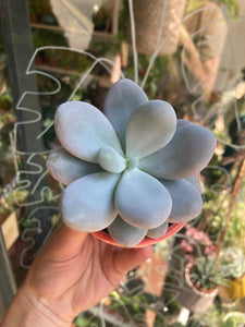 Pachyphytum oviferum 5.5cm Pot - Moonstones