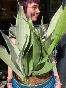 Sansevieria trifasciata Moonshine - *Local Delivery or Local Pick Up Only*